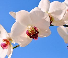 三亚正规助孕捐卵机构，附正规捐卵机构报名表！